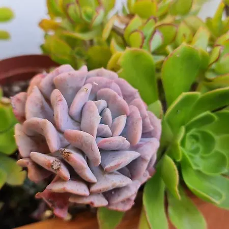 Monte Da Ti Luzia Casa de Férias Faro