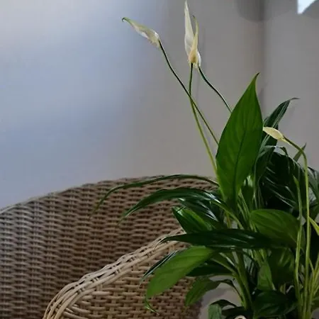 Monte Da Ti Luzia * Faro