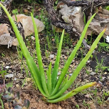 Monte Da Ti Luzia Faro