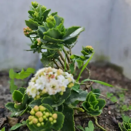 Monte Da Ti Luzia Distrito de Faro