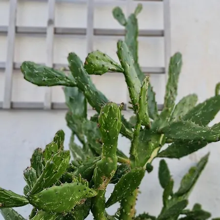 Monte Da Ti Luzia * Faro