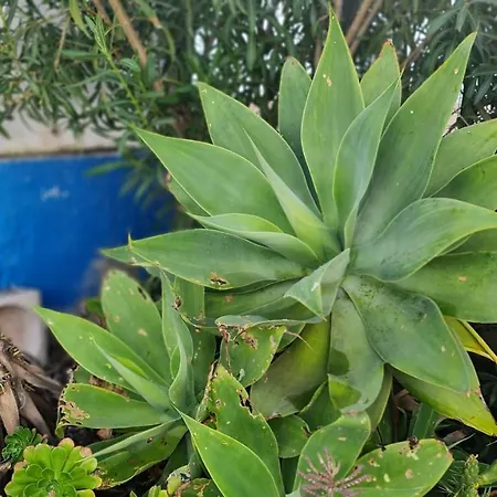 Monte Da Ti Luzia Prázdninový dům