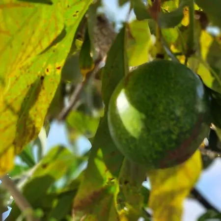 Monte Da Ti Luzia Сasa de vacaciones