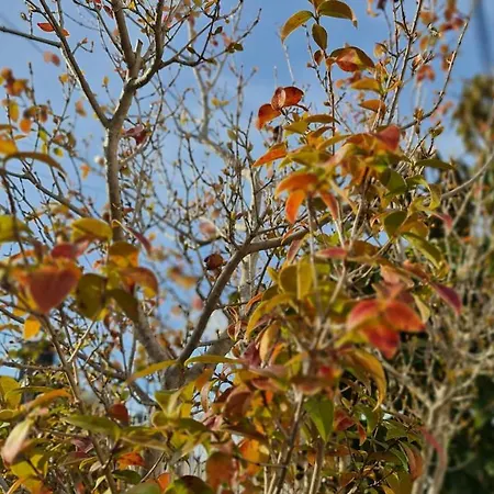 Dom wakacyjny Monte Da Ti Luzia Dystrykt Faro