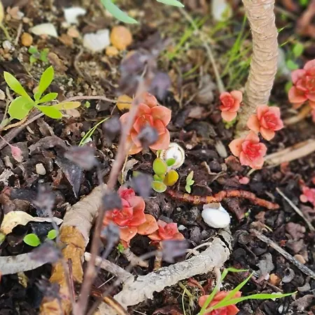 Сasa de vacaciones Monte Da Ti Luzia Distrito de Faro